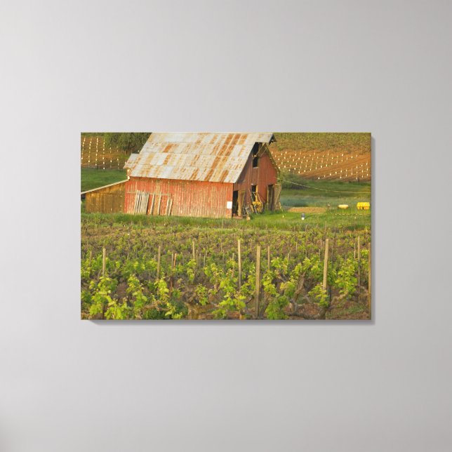 Lienzo Antiguo granero rojo en el borde del viñedo de Zin (Anverso)