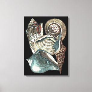 Lienzo Antología de las conchas marinas