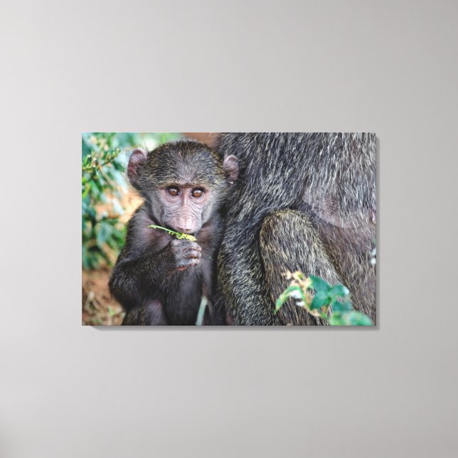 Lienzo Anubus Baboon | Lago Manyara Nat. Park Tanzania (Anverso)