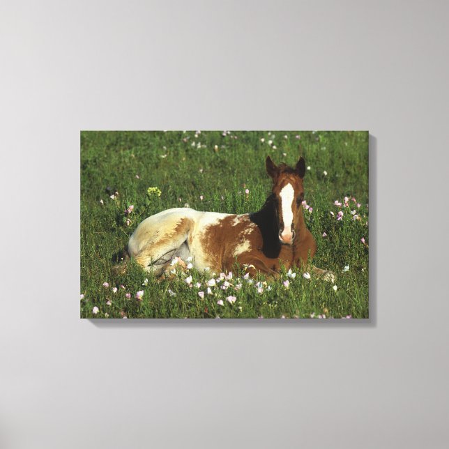 Lienzo Apaloosa Foal tumbado en las flores (Anverso)