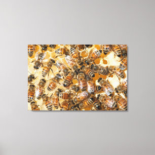 Lienzo Apicultura en Arlo's Honey Farm