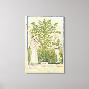 Lienzo Apio del lat de Nouv Acq, de 'Tacuinum Sanitatis