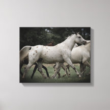 Appaloosa en funcionamiento libre