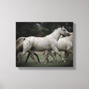 Lienzo Appaloosa en funcionamiento libre