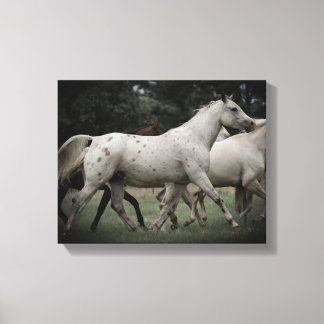 Lienzo Appaloosa en funcionamiento libre