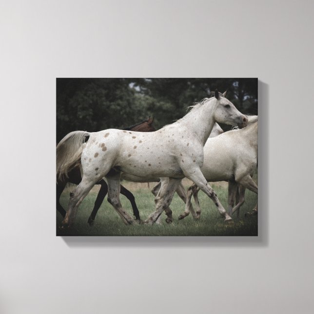 Lienzo Appaloosa en funcionamiento libre (Anverso)
