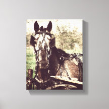 Appaloosa en Harness