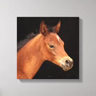 Lienzo Arabian Filly