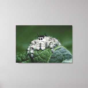 Lienzo Araña Saltarina Metaphid