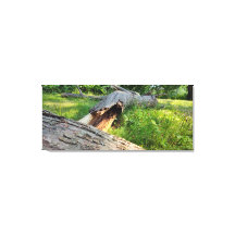 Arañados y en chispas