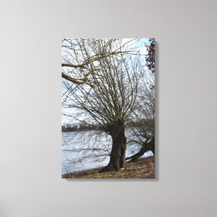 Lienzo Árbol antiguo en la orilla del río