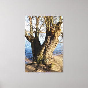 Lienzo Árbol antiguo en la orilla del río, Vida en la pla