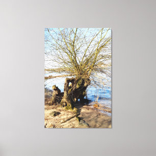 Lienzo Árbol antiguo en la orilla del río, Vida en la pla