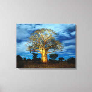 Lienzo Árbol Baobab (Adansonia) iluminado por la luna