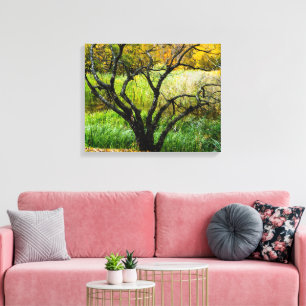Lienzo Árbol de abedul carelio retorcido de otoño
