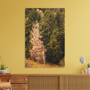 Lienzo Árbol de abeto viejo de pie orgulloso
