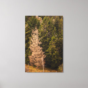 Lienzo Árbol de abeto viejo de pie orgulloso