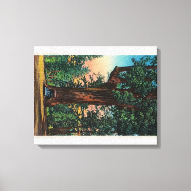 Lienzo Árbol de araña, parque de contrachapado (Anverso)
