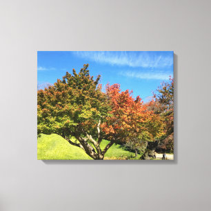 Lienzo Árbol de arce de colores en otoño
