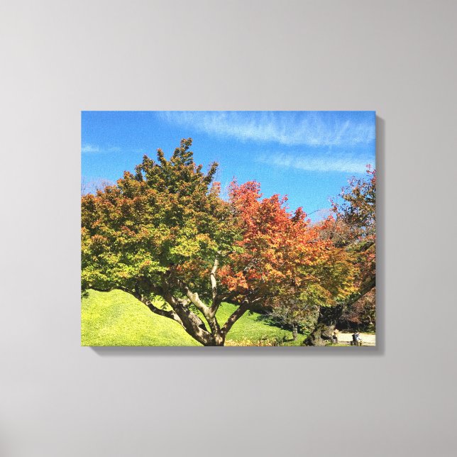 Lienzo Árbol de arce de colores en otoño (Anverso)