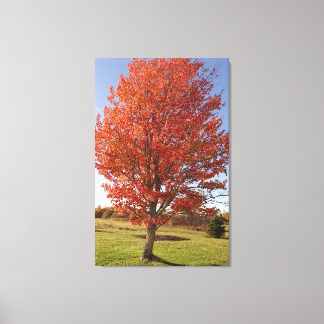 Lienzo Árbol de arce de otoño con hojas rojas quemadas (Anverso)