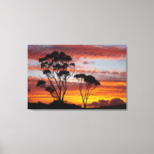 Lienzo Árbol de atardecer y ciruela, bahía de Binalong, b