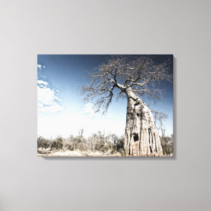 Lienzo Árbol de baobab en el Parque Nacional de las Pisci