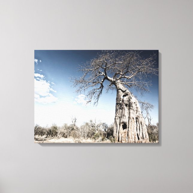 Lienzo Árbol de baobab en el Parque Nacional de las Pisci (Anverso)