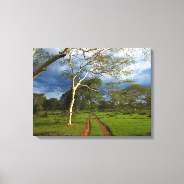 Lienzo Árbol De Fiebre (Acacia Xanthophloea) Por Dirt Tra (Anverso)