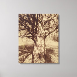 Lienzo Árbol de haya (por Eugène Atget)