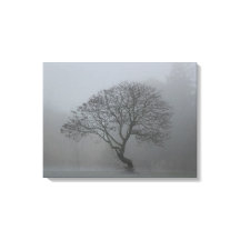 Árbol de niebla