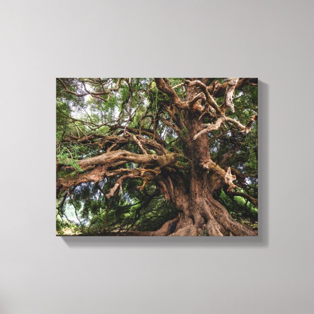 Lienzo Árbol de oliva viejo y ruso (Anverso)