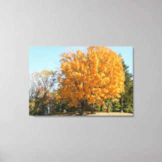 Lienzo Árbol de oro en otoño