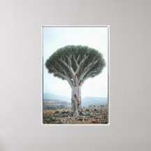 Árbol de Sangre de Dragón  Naturaleza Mística Surr