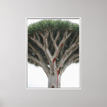 Árbol de Sangre de Dragón  Paisaje Místico Surreal