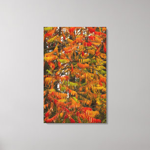 Lienzo Árbol de zumaque en color de otoño en Whitefish,