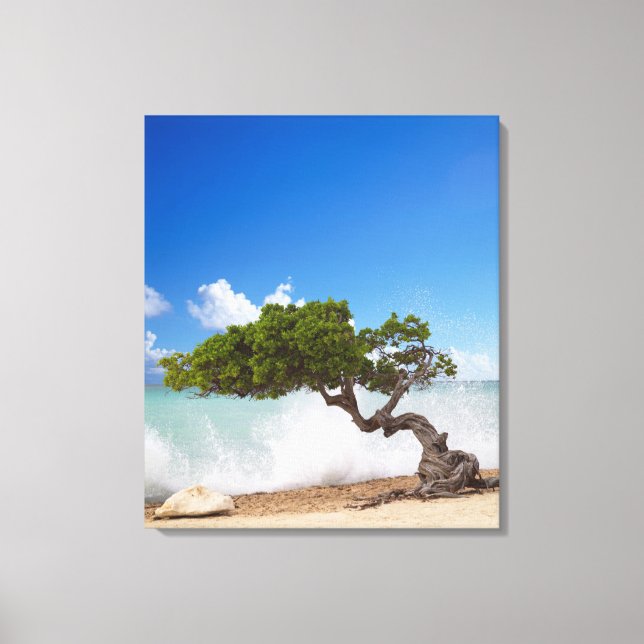 Lienzo Árbol Divi Divi, Playa Eagle, Aruba, Caribe (Anverso)