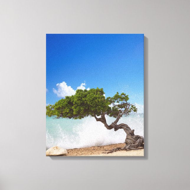 Lienzo Árbol Divi Divi, Playa Eagle, Aruba, Caribe (Anverso)