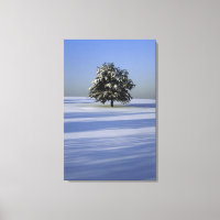 Árbol en el paisaje cubierto de nieve