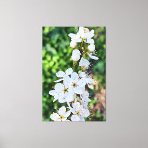 Lienzo Árbol en Flor en Primavera Rumania – Fotografía de