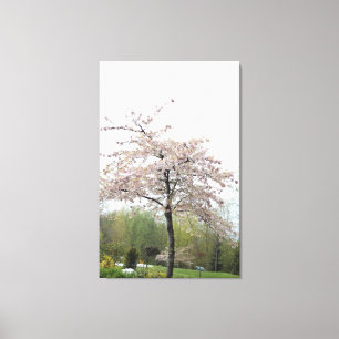 Lienzo árbol florido de cerezo de primavera en la lluvia