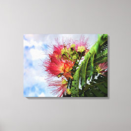 Lienzo Árbol florido de mimosa rosa