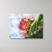 Árbol florido de mimosa rosa