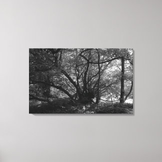 Lienzo Árbol inusual, Bute Park, Cardiff, Gales BW