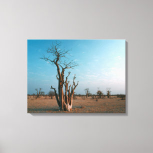 Lienzo Árbol Moringo Africano en la Llanura, Etosha Nacio