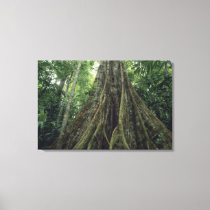 Lienzo Árbol reforzado en selva tropical, Corcovado