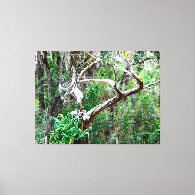 Lienzo Árbol retorcido en un bosque exuberante (Anverso)