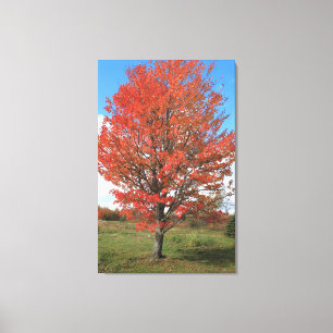 Lienzo Arbol rojo de arce en llamas en el otoño