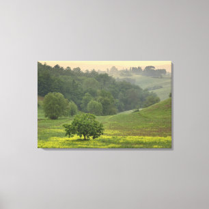 Lienzo Árbol solitario en campo agrícola, Toscana,
