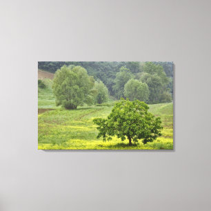 Lienzo Árbol solitario en campo agrícola, Toscana, 2